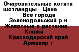 Очаровательные котята шотландцы › Цена ­ 2 000 - Все города, Зеленодольский р-н Животные и растения » Кошки   . Краснодарский край,Армавир г.